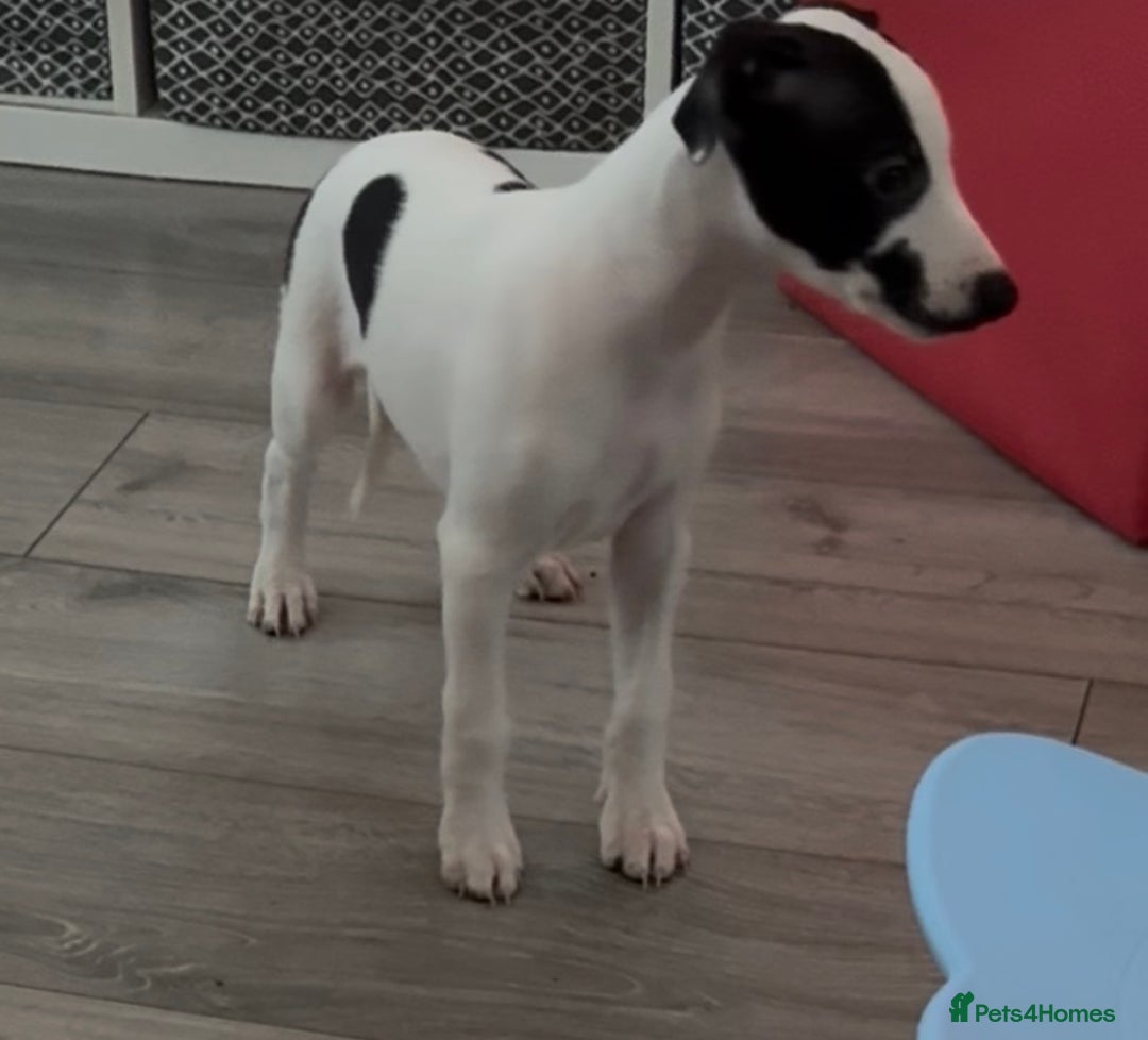 Whippet dogs for sale: KC Whippet puppies only 2 boys left  - Advert 34