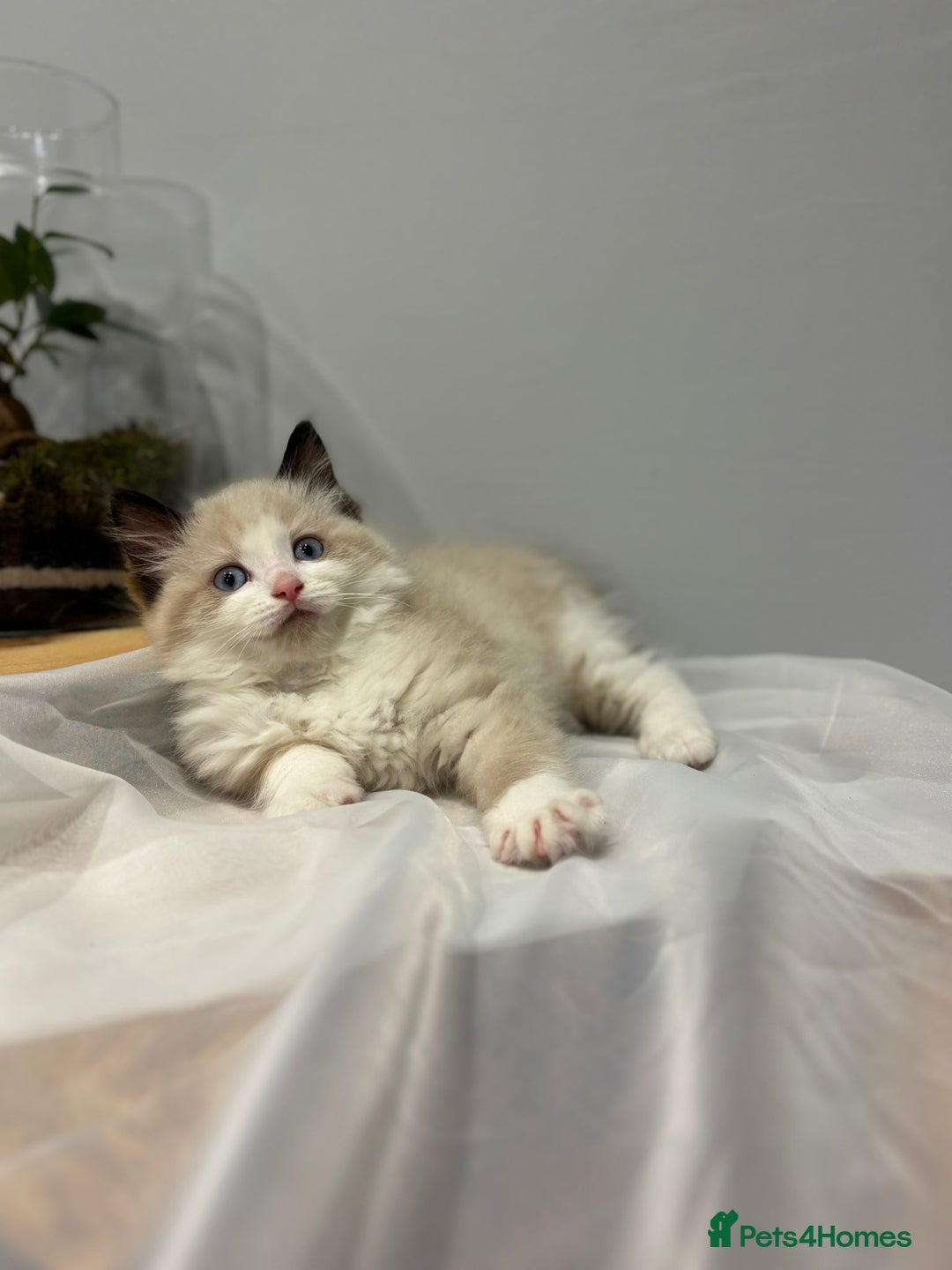 Ragdoll cats for sale: Purebred ragdoll kittens.1 girl & 3 boys-ready now - Advert 16