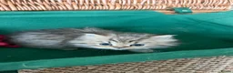 British Longhair cats for sale: Adorable British Shorthair Teddy Kittens - Advert 14