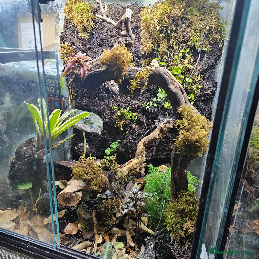 Frog reptiles for sale: Bioactive Planted 40×40×60cm Vivarium+2 dartfrogs  - Image 1