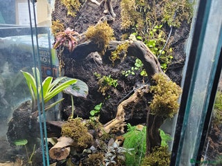 Frog reptiles for sale - Advert 1