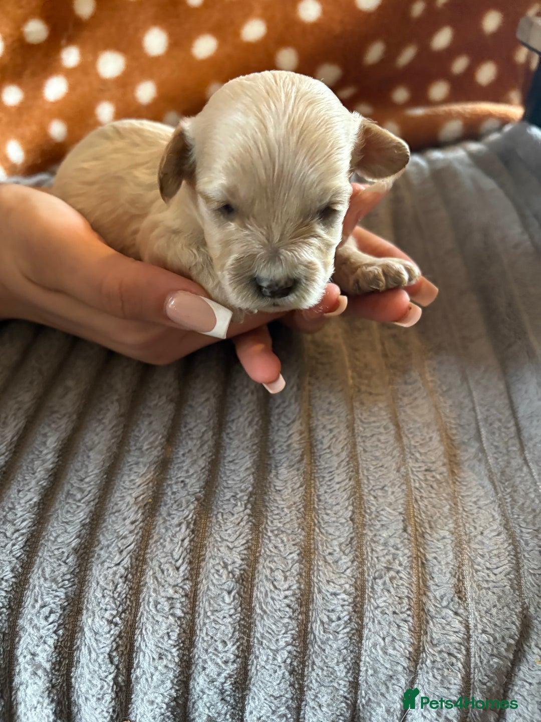 Mixed Breed dogs for sale: 8 beautiful cockapoo cross cavapoo pups - Image 14