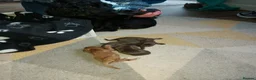 Cocker Spaniel dogs for sale: 5 beautiful cocker spaniel pups - Advert 3