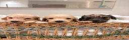 Miniature Dachshund dogs for sale: Quality english cream mini dachshunds - Advert 8
