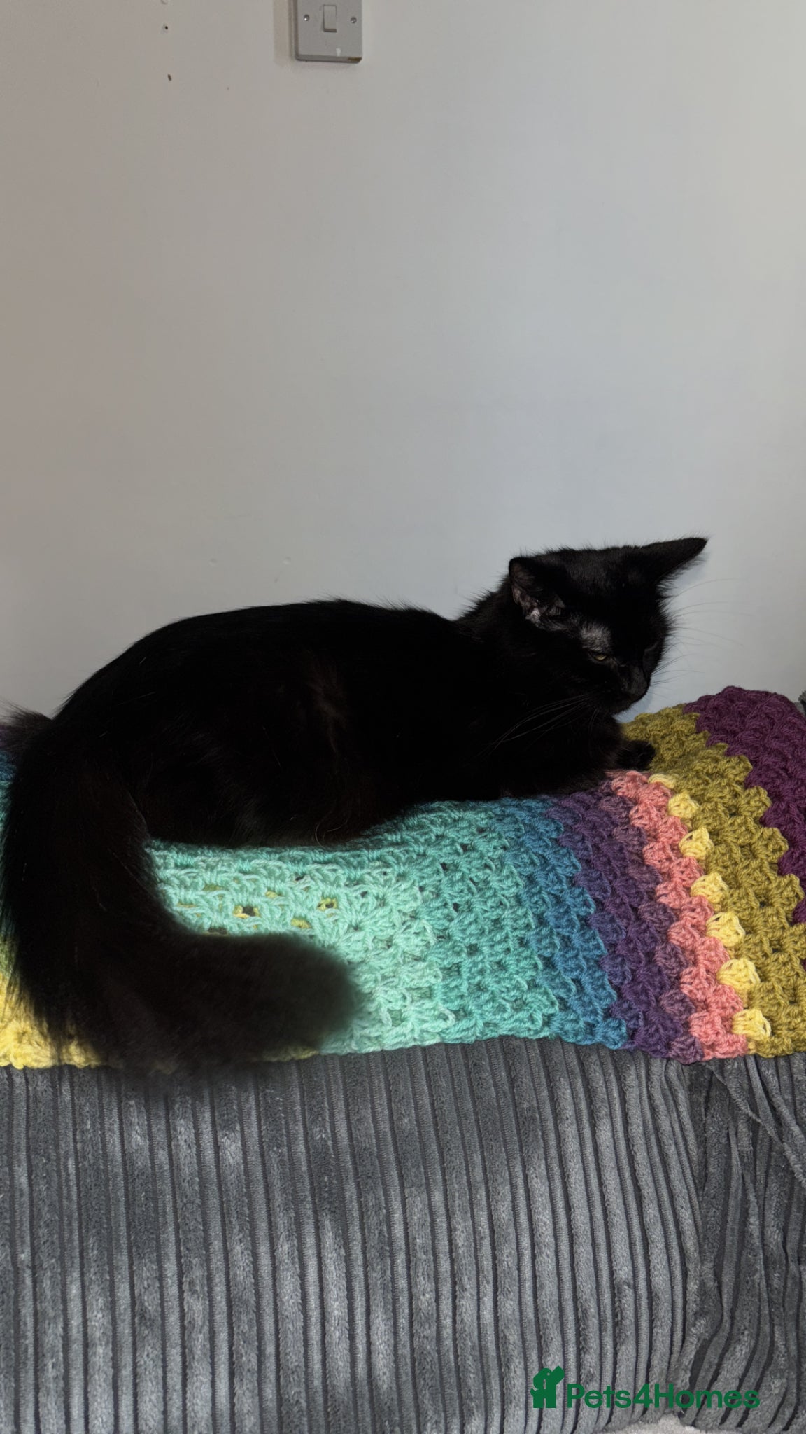 Mixed Breed cats Beautiful fluffy playful kittens 🐈‍⬛  - Advert 1