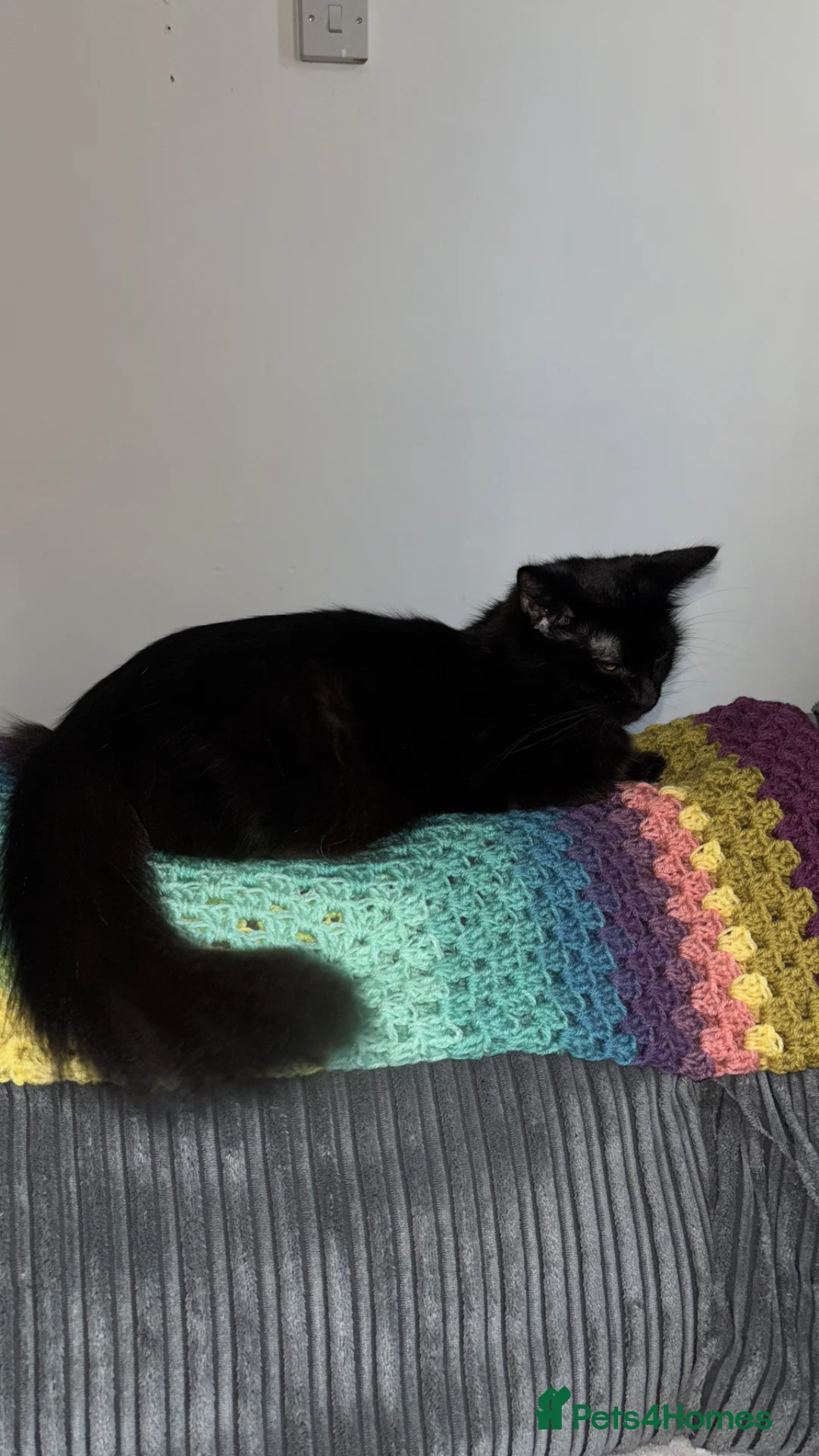 Mixed Breed cats for sale: Beautiful fluffy playful kittens 🐈‍⬛  - Advert 1