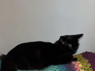 Mixed Breed cats Beautiful fluffy playful kittens 🐈⬛ - Advert 1