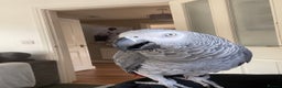 Parrots birds for sale: Our 2 loving African greys  - Advert 10