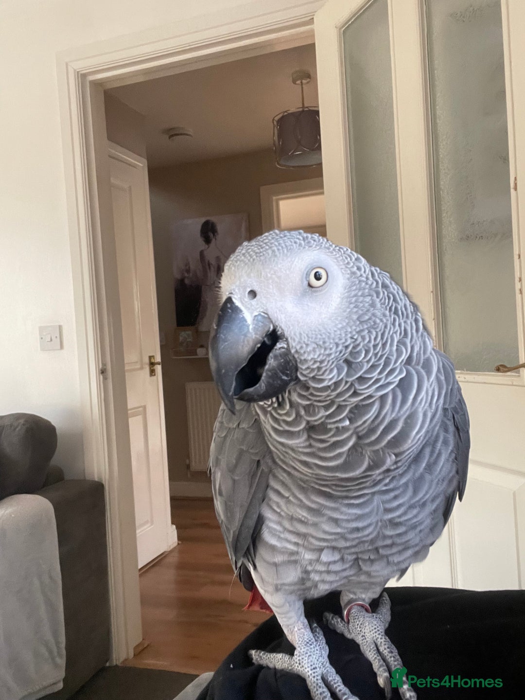 Parrots birds for sale: Our 2 loving African greys  - Advert 10