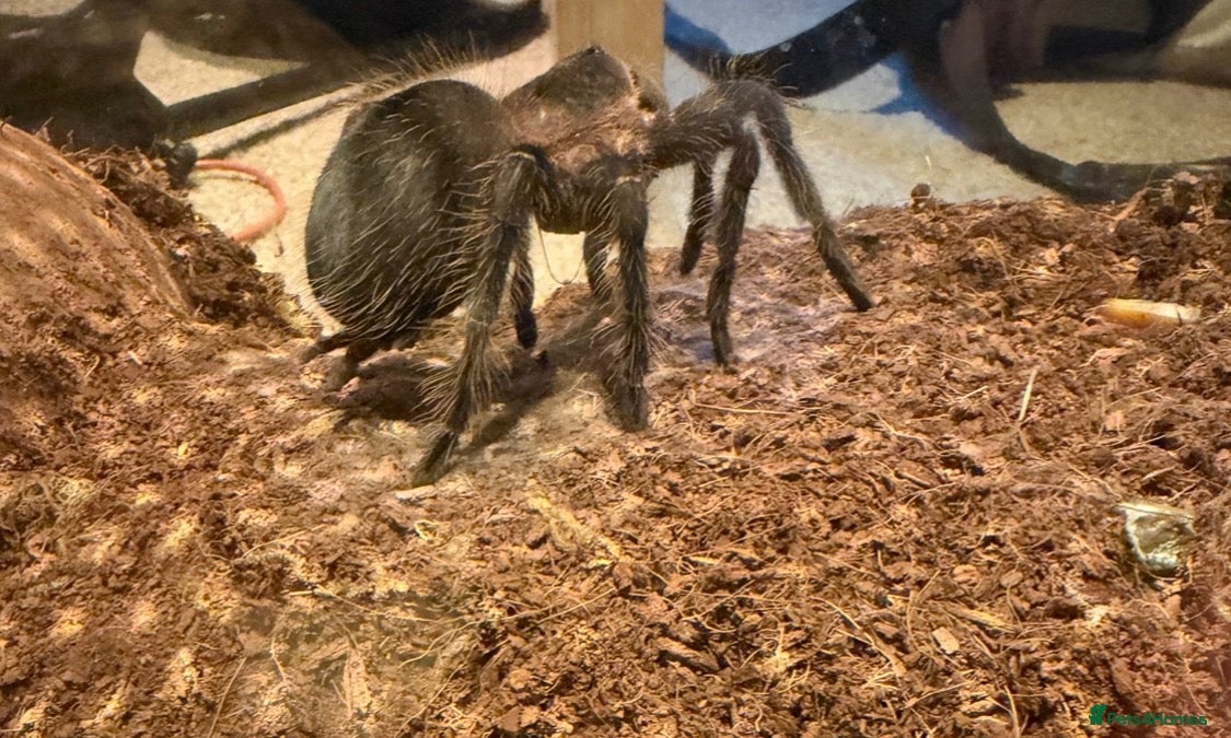 Tarantulas invertebrates for sale: Tarantula Collection Rehome - Advert 2