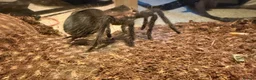 Tarantulas invertebrates for sale: Tarantula Collection Rehome in Preston - Advert 1