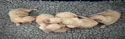 Poochon dogs for sale:  BEAUTIFUL F1 POOCHON PUPPIES  - Advert 10