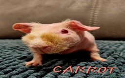 Guinea Pig rodents for sale: 3 Skinny/Werewolf Girls - Image 4