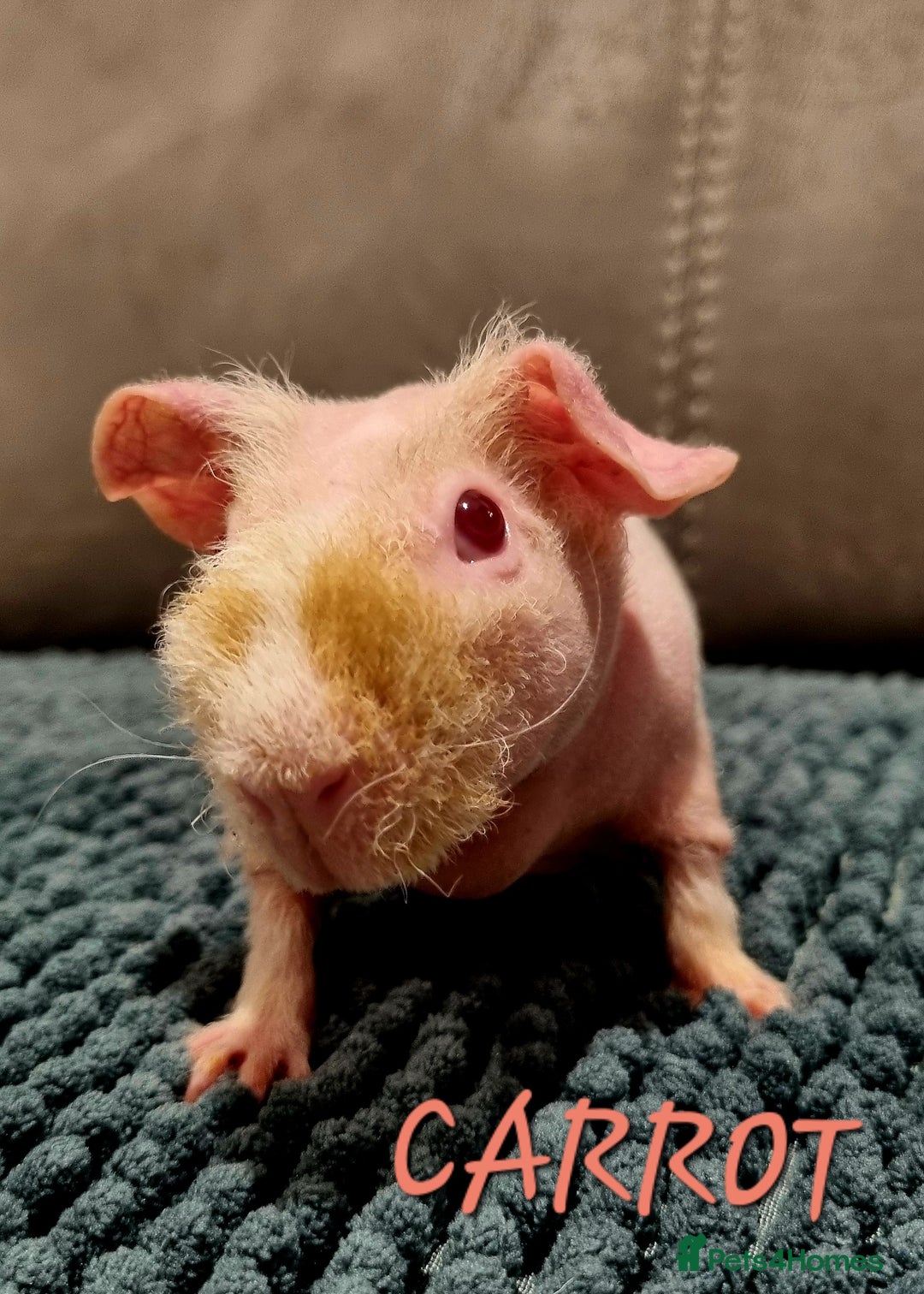Guinea Pig rodents for sale: 3 Skinny/Werewolf Girls - Image 4