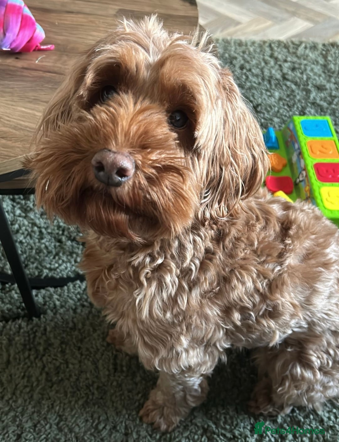 Cockapoo dogs for sale: Cockapoo  - Image 1