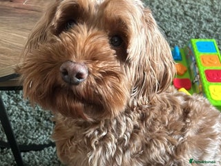 Cockapoo dogs Cockapoo - Advert 9