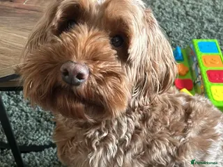 Cockapoo dogs Cockapoo - Advert 11