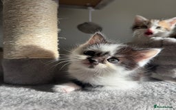 Persian cats for sale: mixed bombay and persian kittens  - Image 14