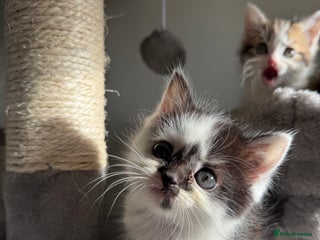 Persian cats mixed bombay and persian kittens - Advert 1