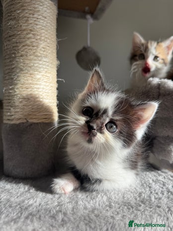 Persian cats mixed bombay and persian kittens - Advert 7