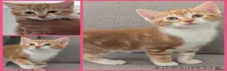 British Shorthair cats for sale: 3 Male & 1 Female kittens. Beautiful and playful  - Advert 3