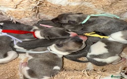 Whippet dogs for sale: 🏡 Ready Saturday! Kennel Club Whippet Puppies 🐾 - Image 11