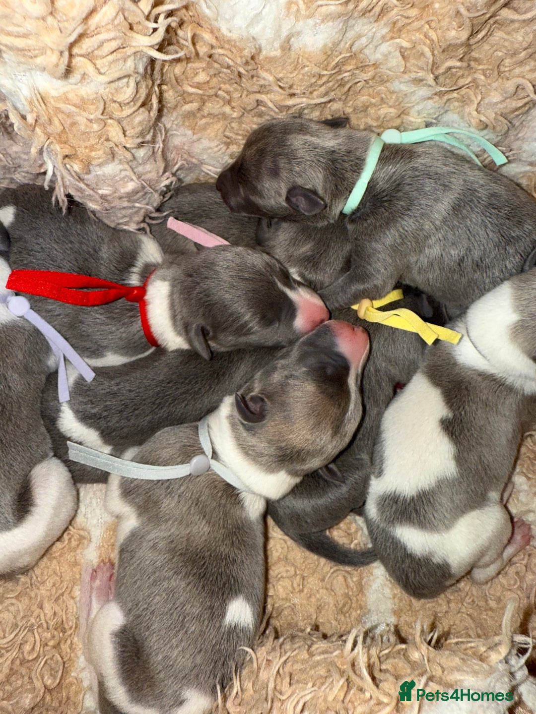 Whippet dogs for sale: 🏡 Ready Saturday! Kennel Club Whippet Puppies 🐾 - Image 11