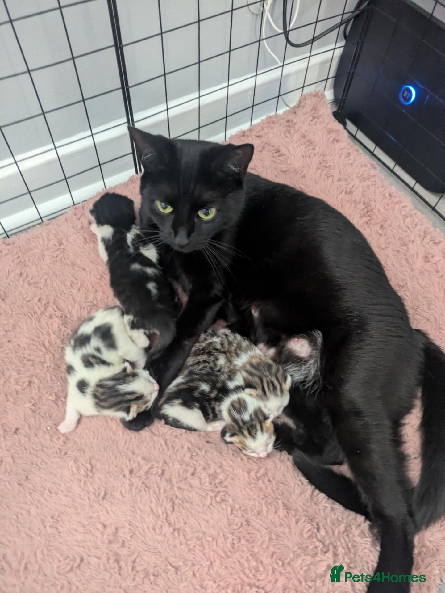 Domestic Shorthair cats 3 kittens for sale  - Advert 6