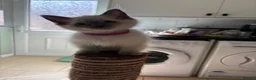 Ragdoll cats for sale: Bluepoint Ragdol female  - Advert 10