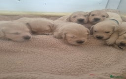 Golden Retriever dogs for sale: Outstanding Golden Retriever Puppies  - Image 1