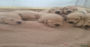 Golden Retriever dogs - Advert 16