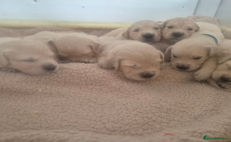 Golden Retriever dogs - Advert 7
