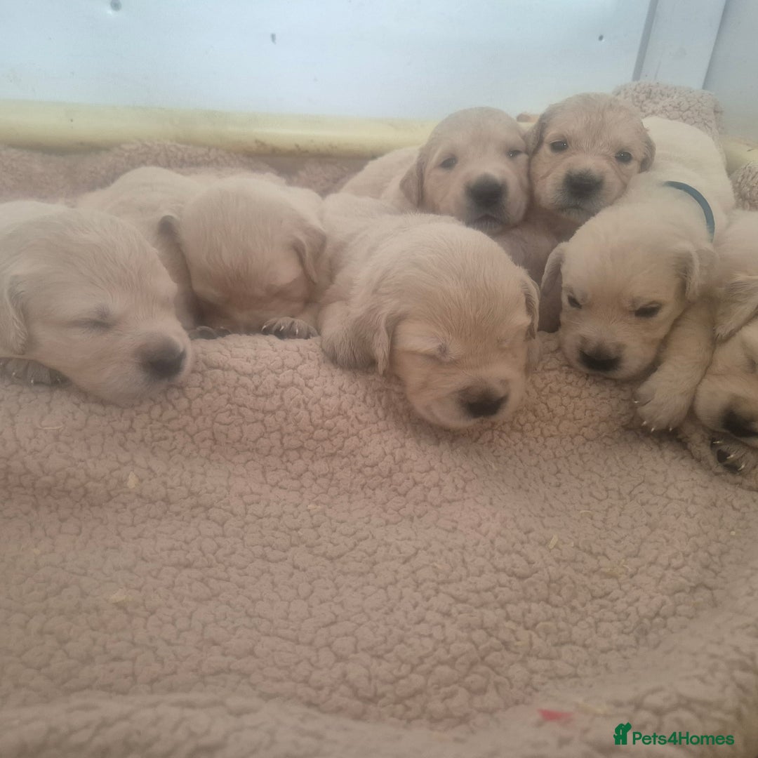 Golden Retriever dogs for sale: Outstanding Golden Retriever Puppies  - Image 1