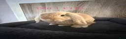Mini Lop rabbits for sale: Pure Baby Mini Lops For Sale - Advert 7