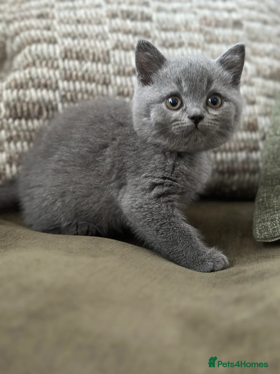 British Shorthair cats for sale: GCCF Registered British Shorthair kittens  - Advert 7