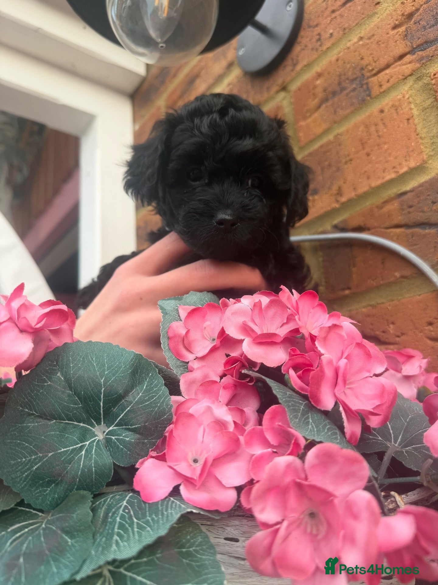 Mixed Breed dogs 1 black beautiful Poochon puppy left - Advert 1