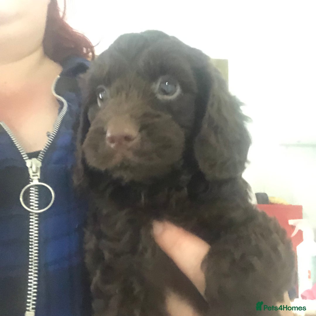 Cockapoo dogs for sale: F1 cockapoo puppies registered breeder  - Advert 20