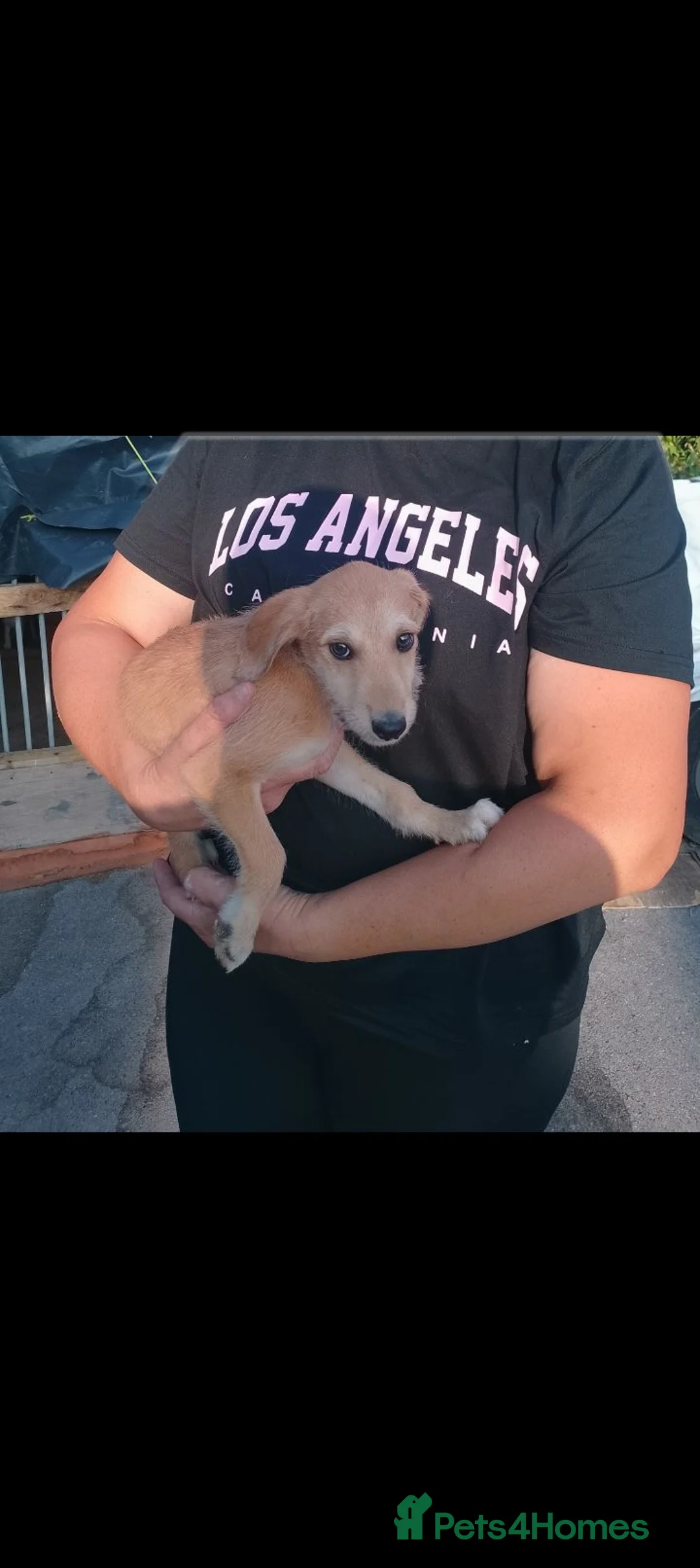 Saluki dogs for sale: Saluki cross greyhound puppies for sale  - Advert 5
