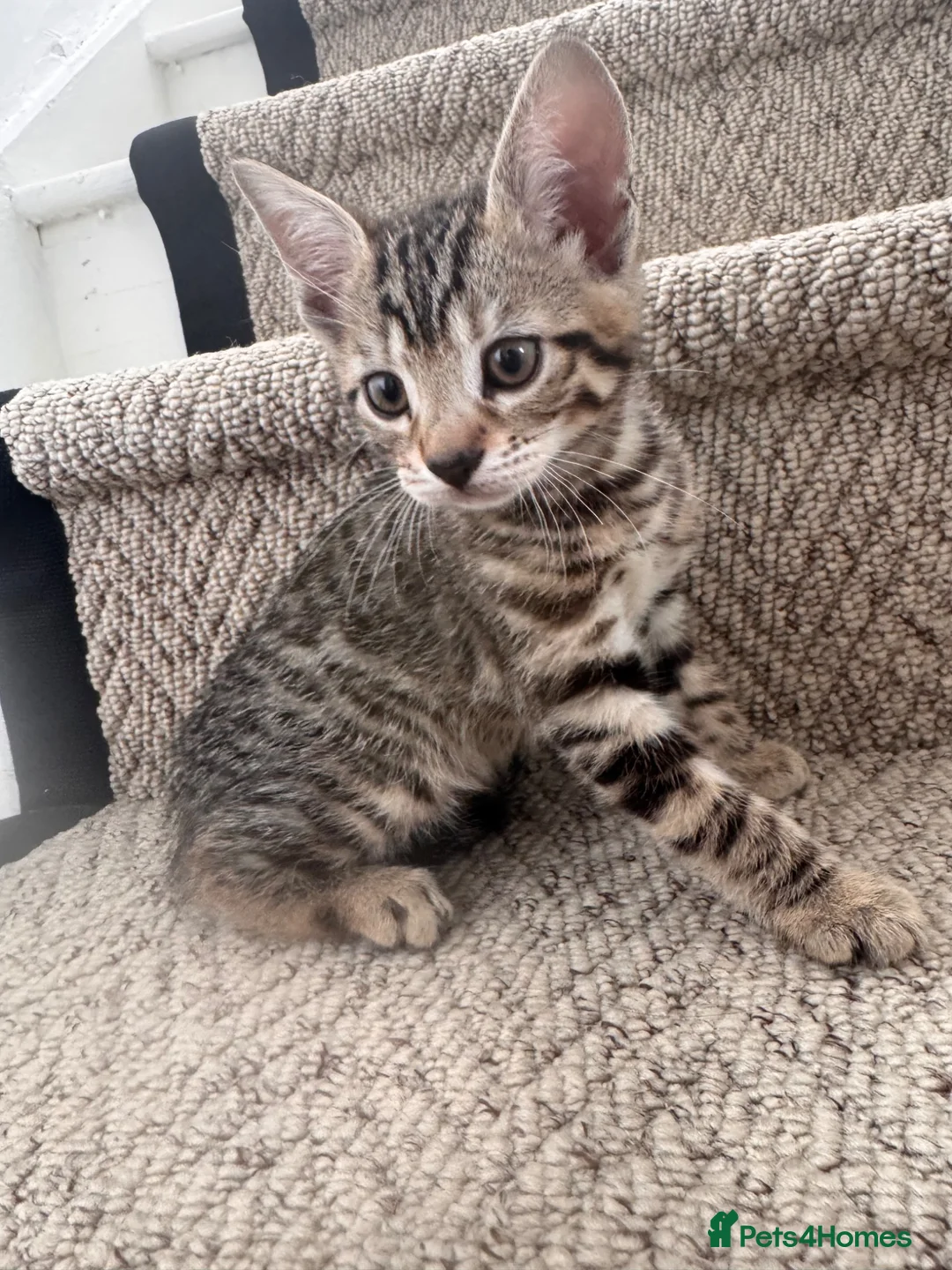 Mixed Breed cats for sale: Kittens ready to be rehomed  - Advert 1