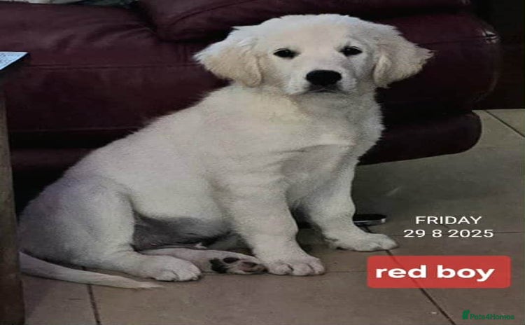 Golden Retriever dogs - Advert 14