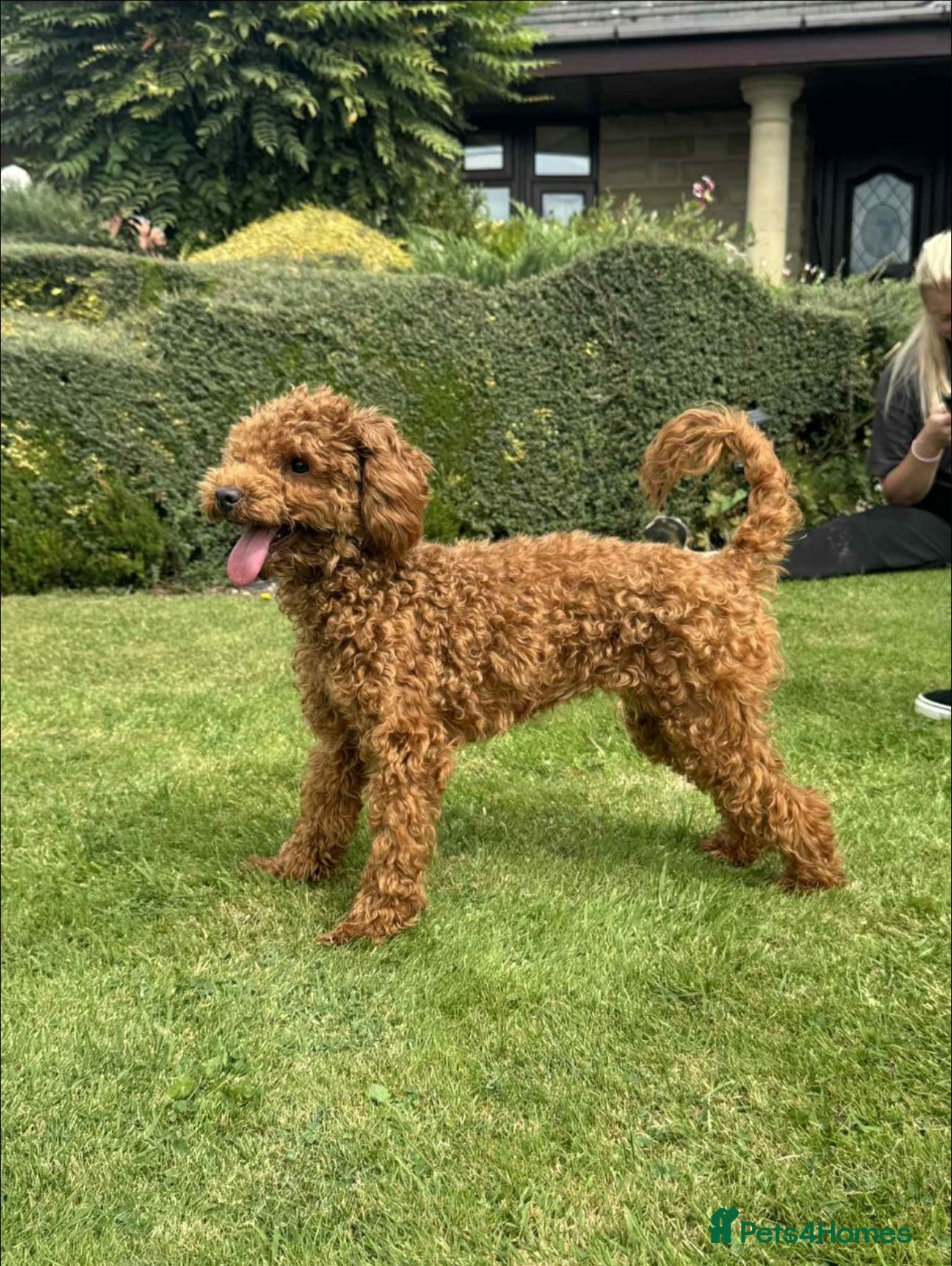 Toy Poodle dogs 6 month old toy poddle  - Advert 5