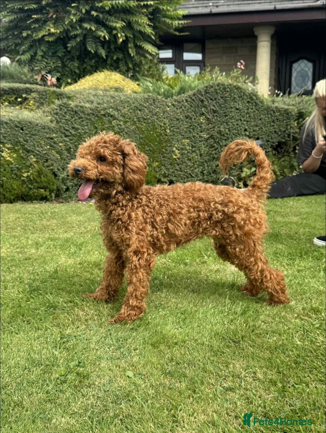 Toy Poodle dogs for sale: 6 month old toy poddle  - Advert 1