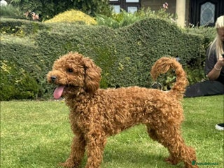 Toy Poodle dogs 6 month old toy poddle - Advert 1
