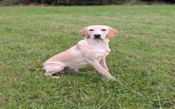 Labrador Retriever dogs for sale: Part-trained calm, kind natured Dog,TESTED PARENTS - Image 1