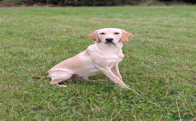 Labrador Retriever dogs - Advert 1