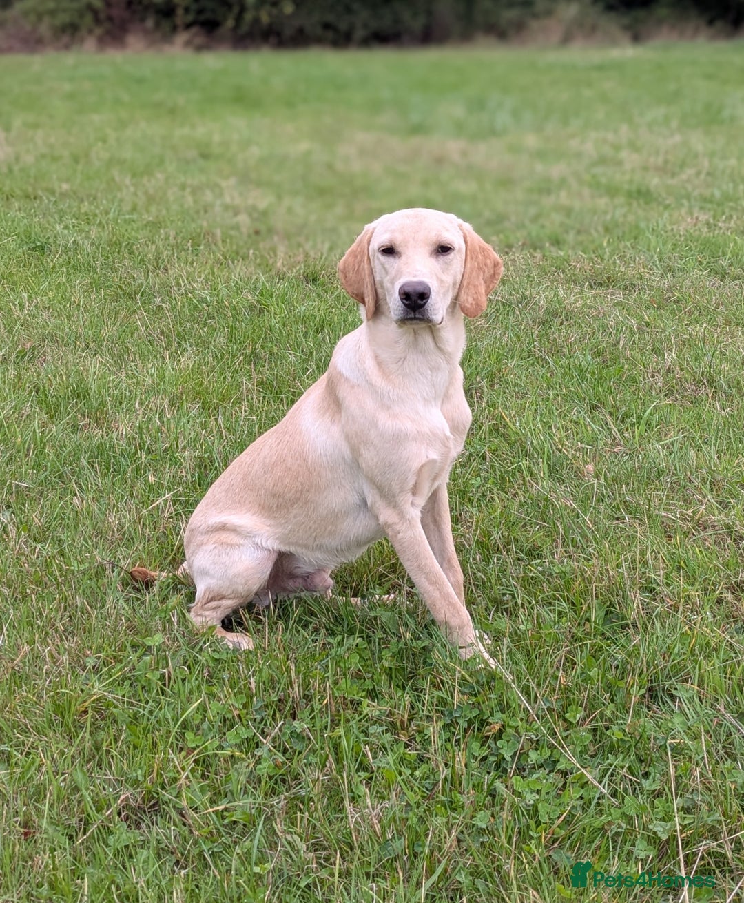Labrador Retriever dogs for sale: Part-trained calm, kind natured Dog,TESTED PARENTS - Image 1