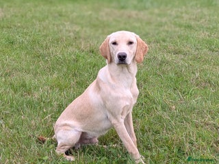 Labrador Retriever dogs - Advert 8