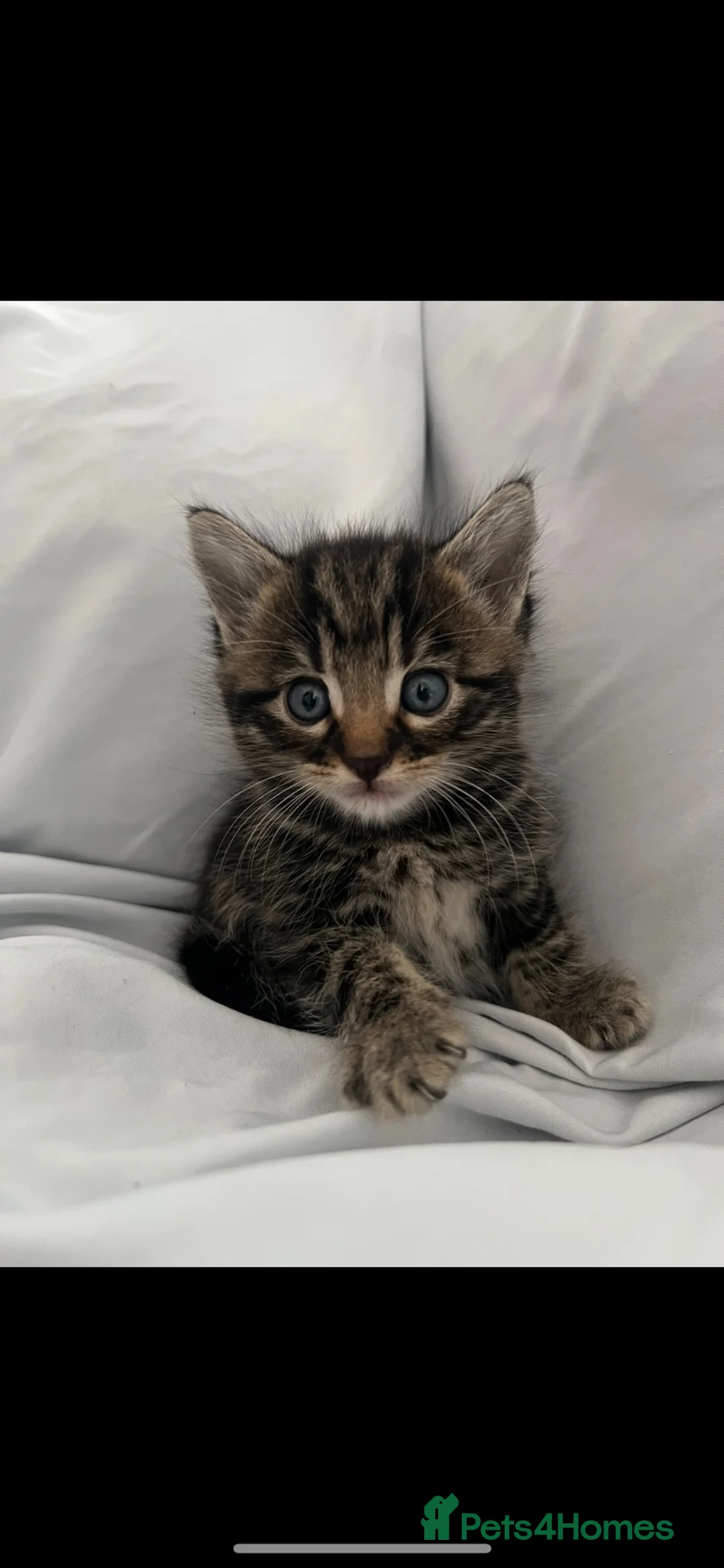 Mixed Breed cats for sale: Litter of 6 beautiful kittens  in Bolton - Advert 1