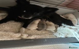 Chihuahua dogs for sale: Chihuahua Puppy - Image 1