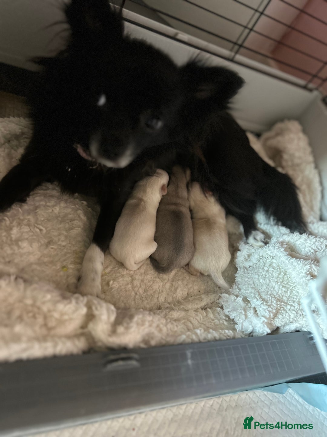 Chihuahua dogs for sale: Chihuahua Puppy - Image 1